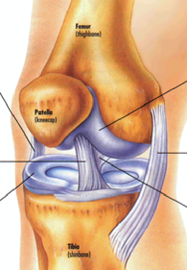 Rotura de Menisco Traumatólogo Granada Dr Eugenio Díaz